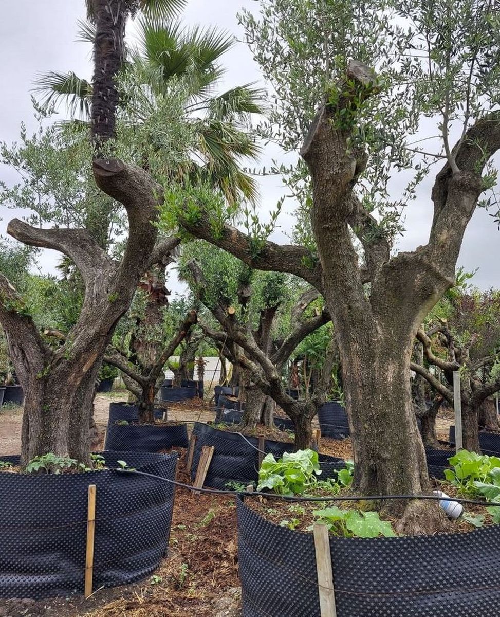 Tropical Vivaio Albero Ulivo