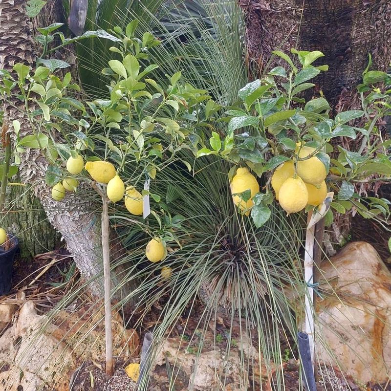 Tropical Vivaio Limone