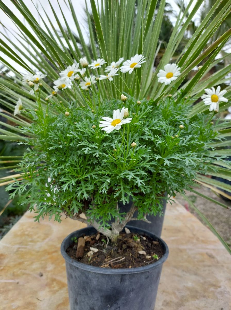 Tropical Vivaio Margherita