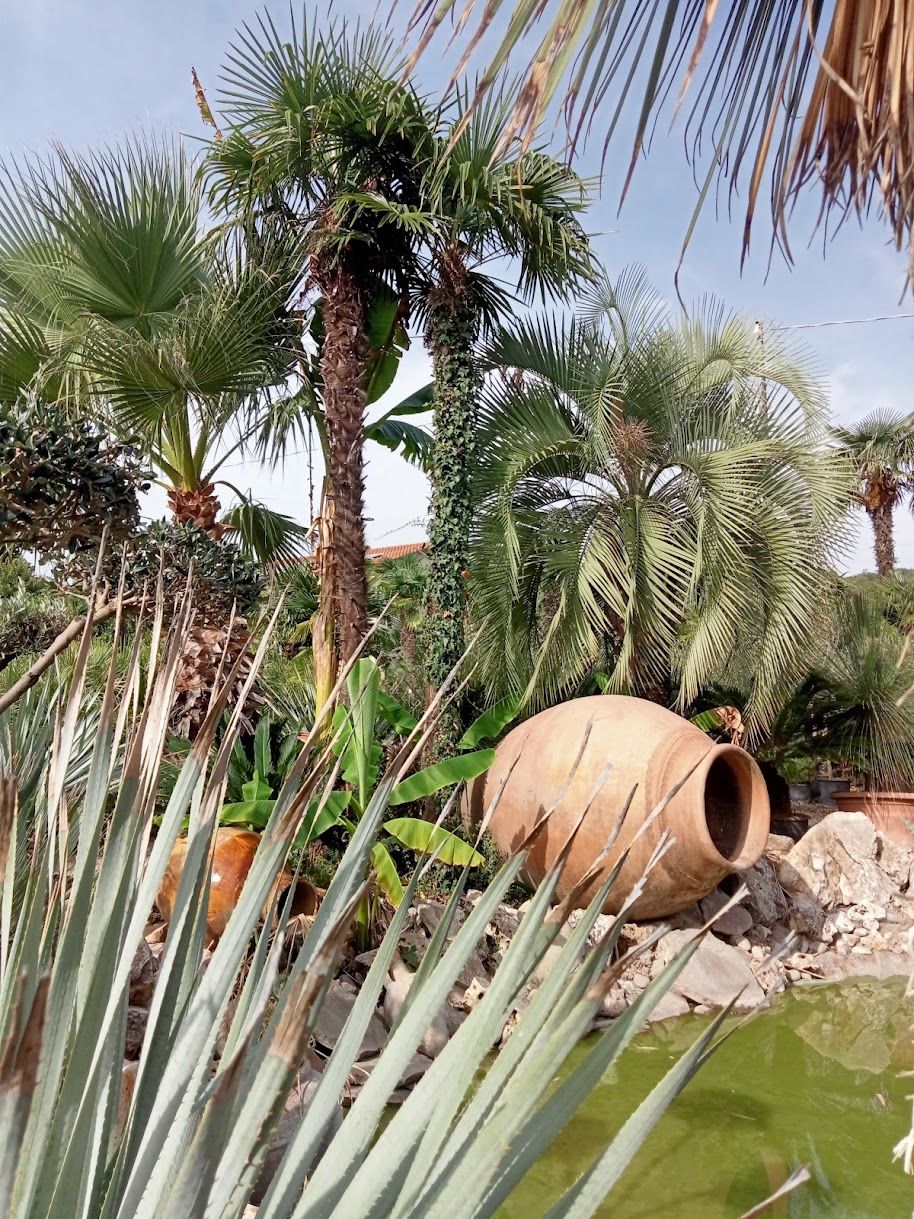 Tropical Vivaio Palme
